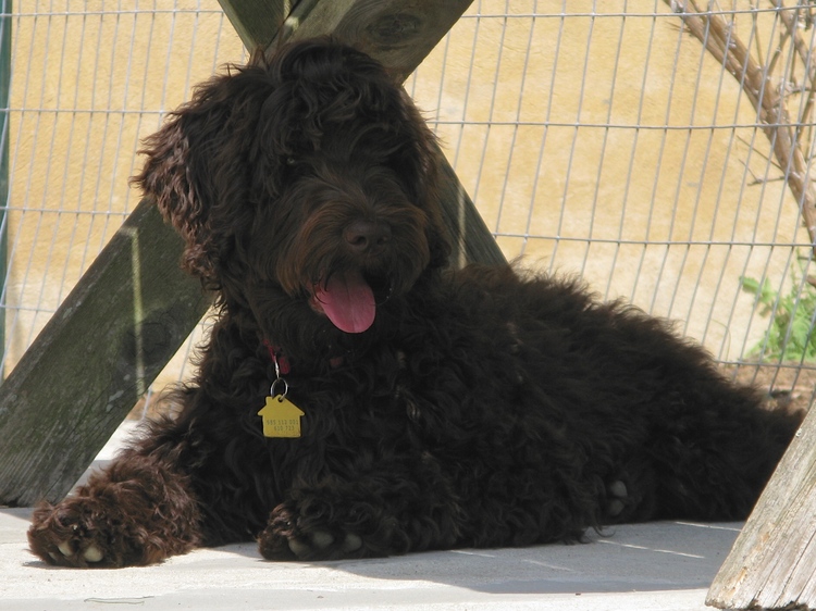 lizzy relaxing in the shade