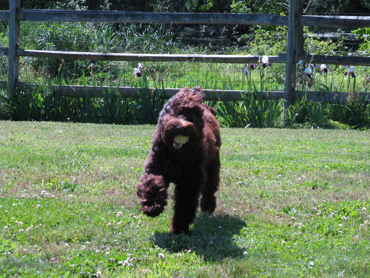 playing fetch out back